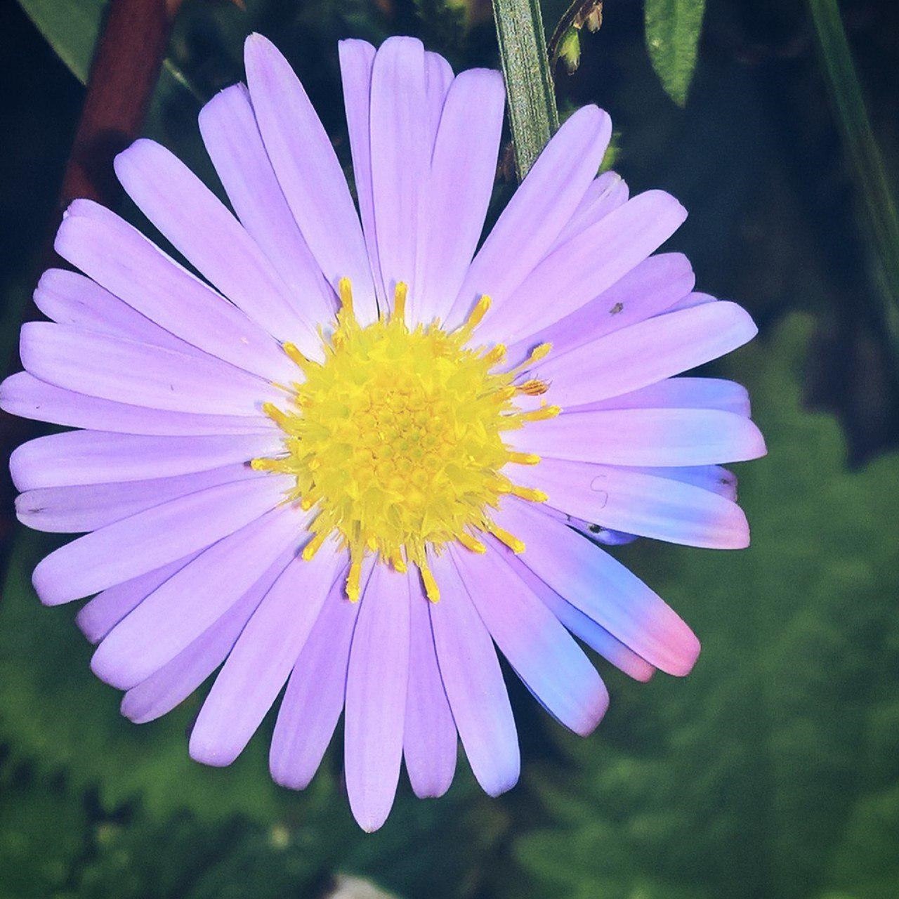 flower plant pink free photo