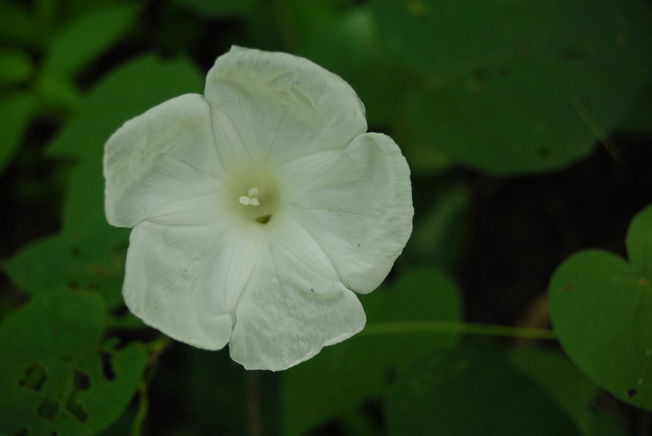 flower nature garden free photo