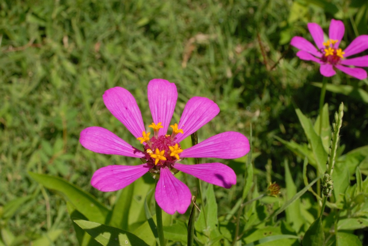 flower nature garden free photo