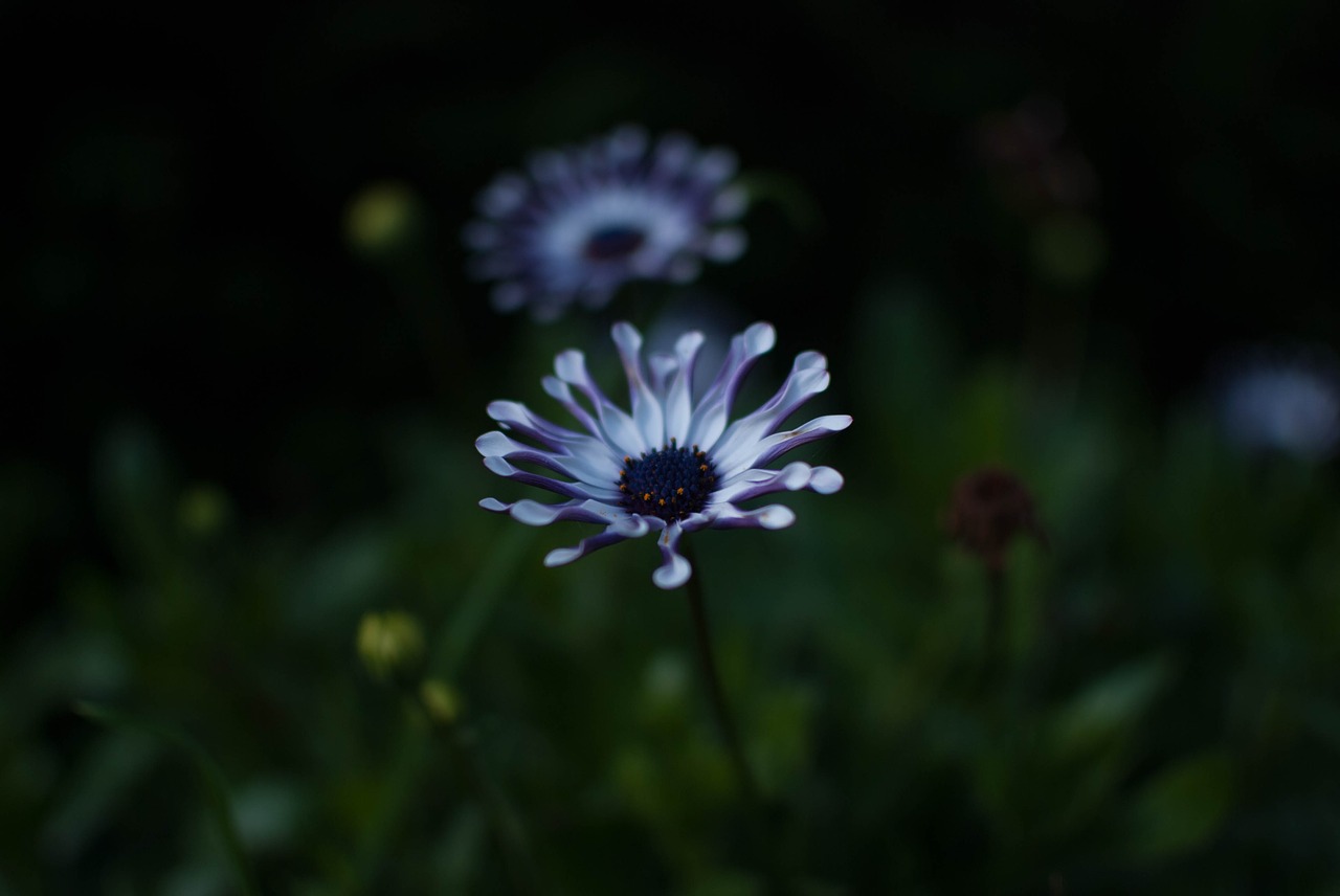 flower blue violet free photo