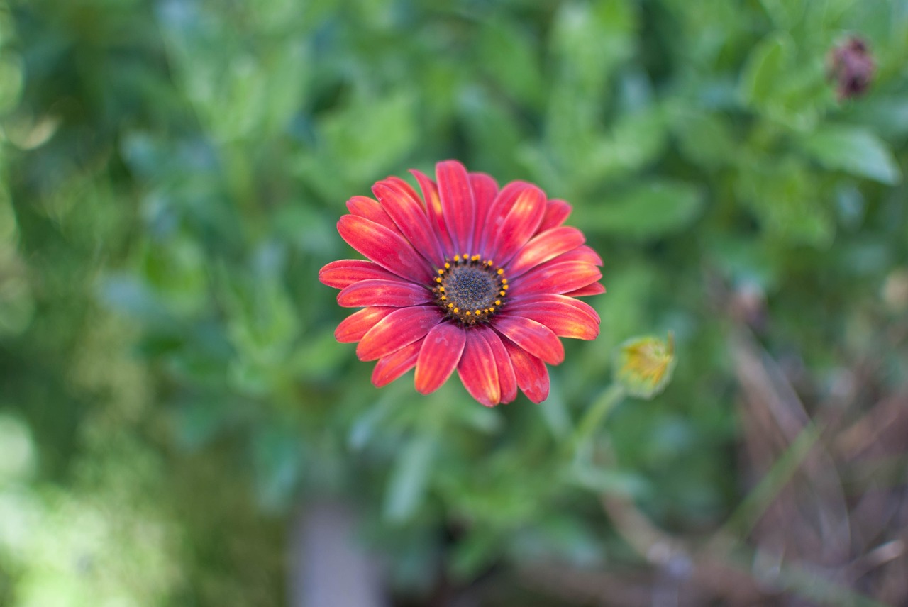 flower red orange free photo