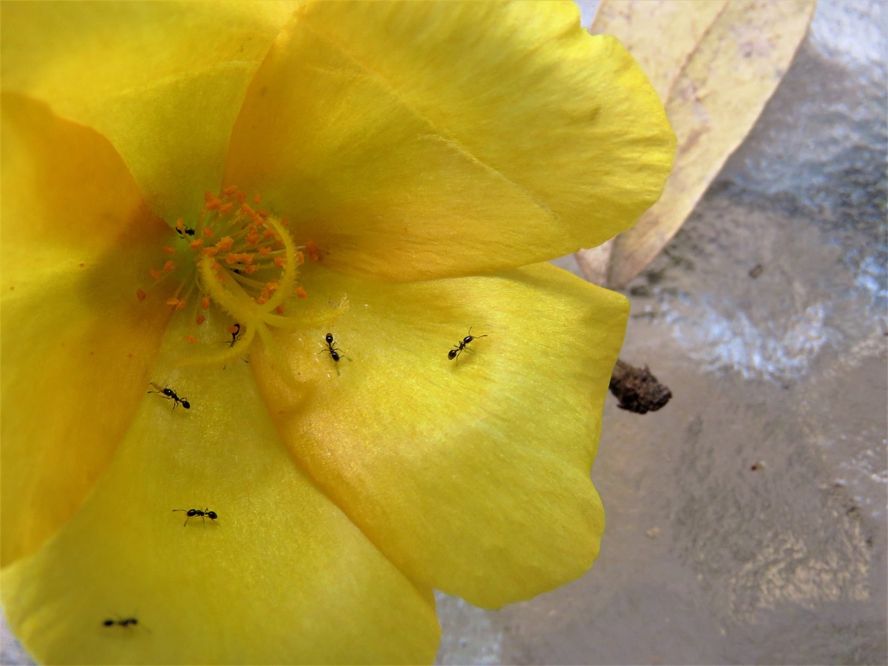 flower yellow macro free photo