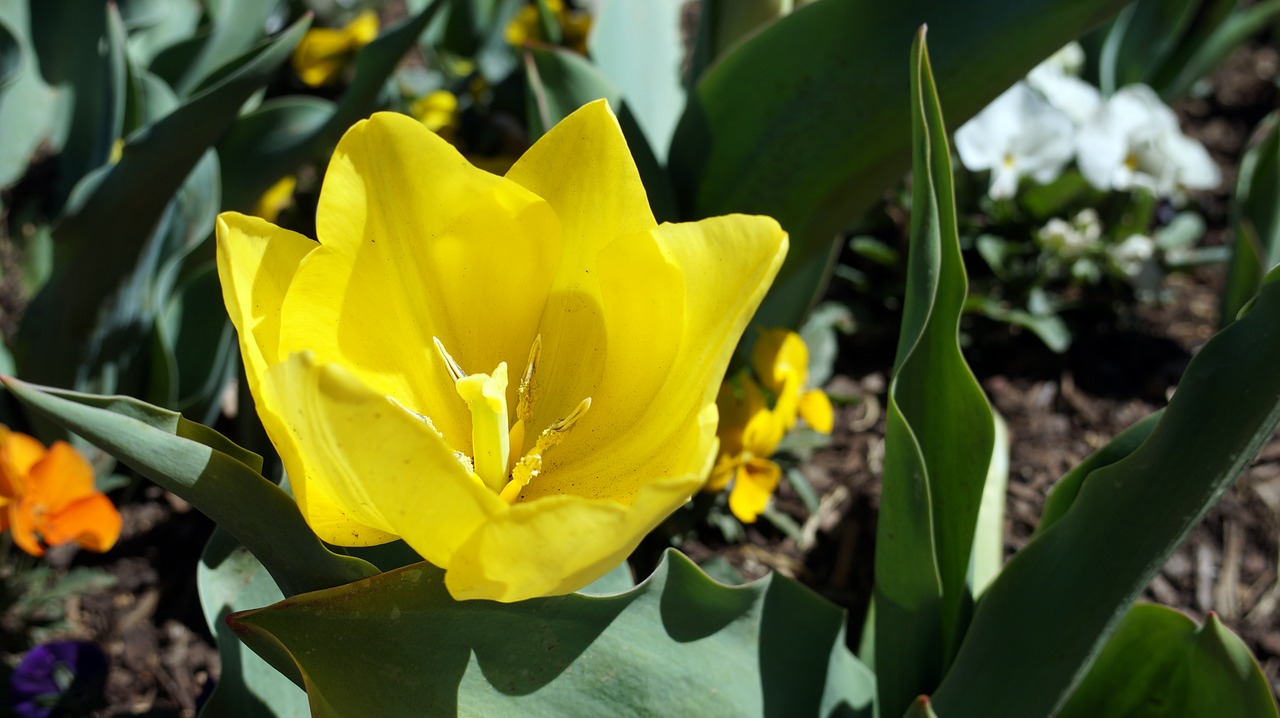 flower yellow nature free photo