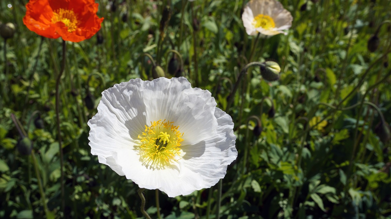 flower white white flower free photo