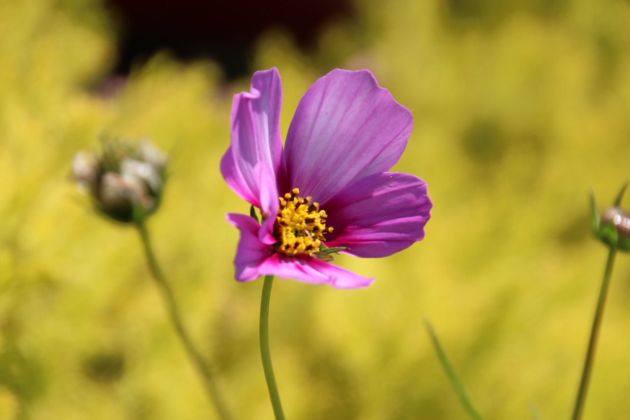 flower purple yellow free photo