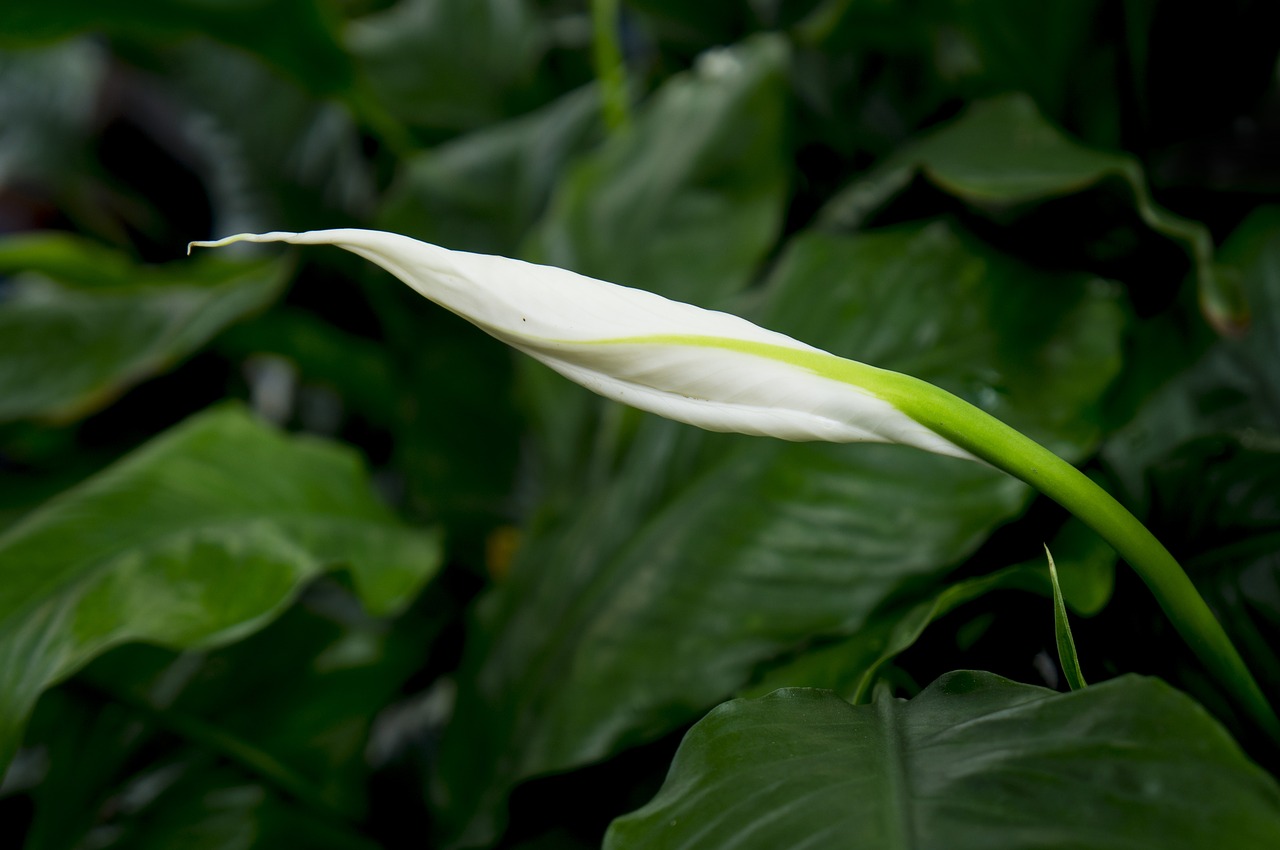 flower the white free photo