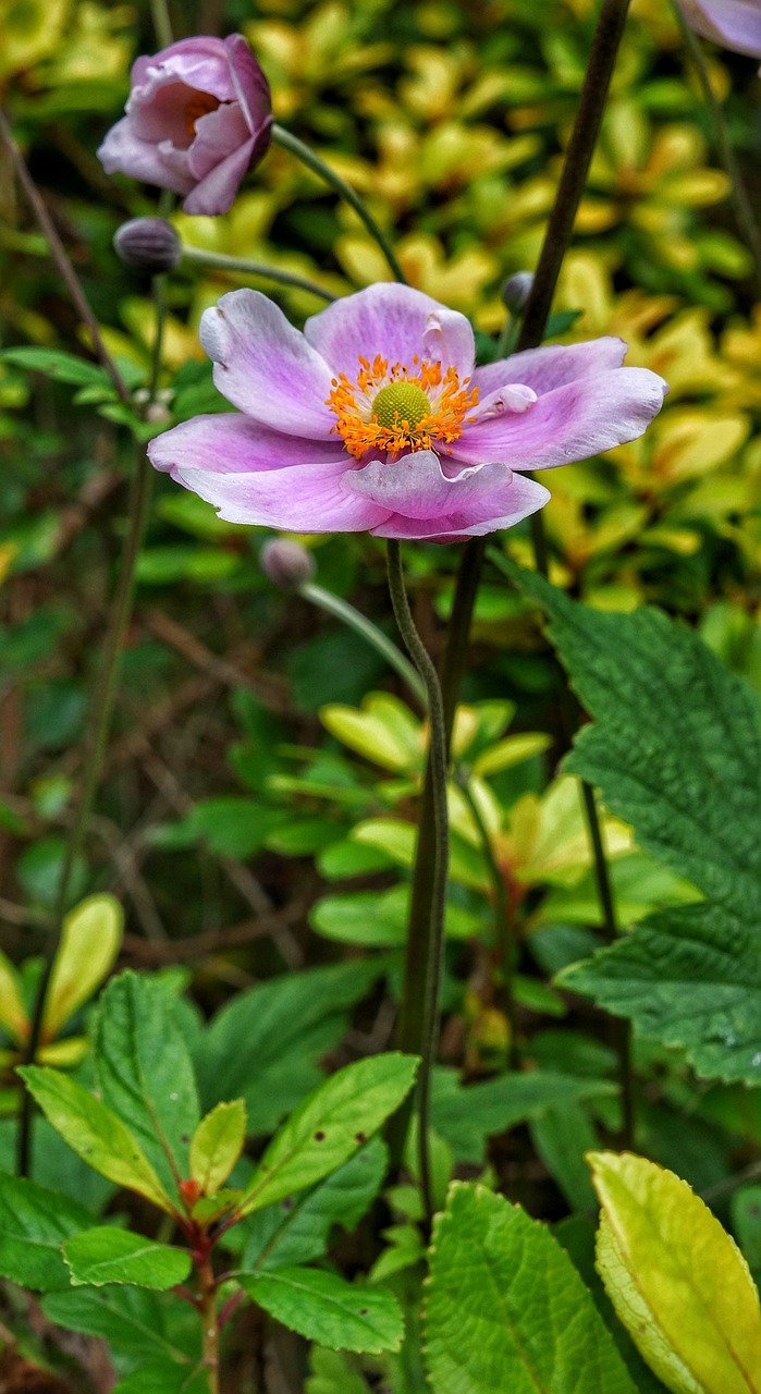 flower pink daisy free photo