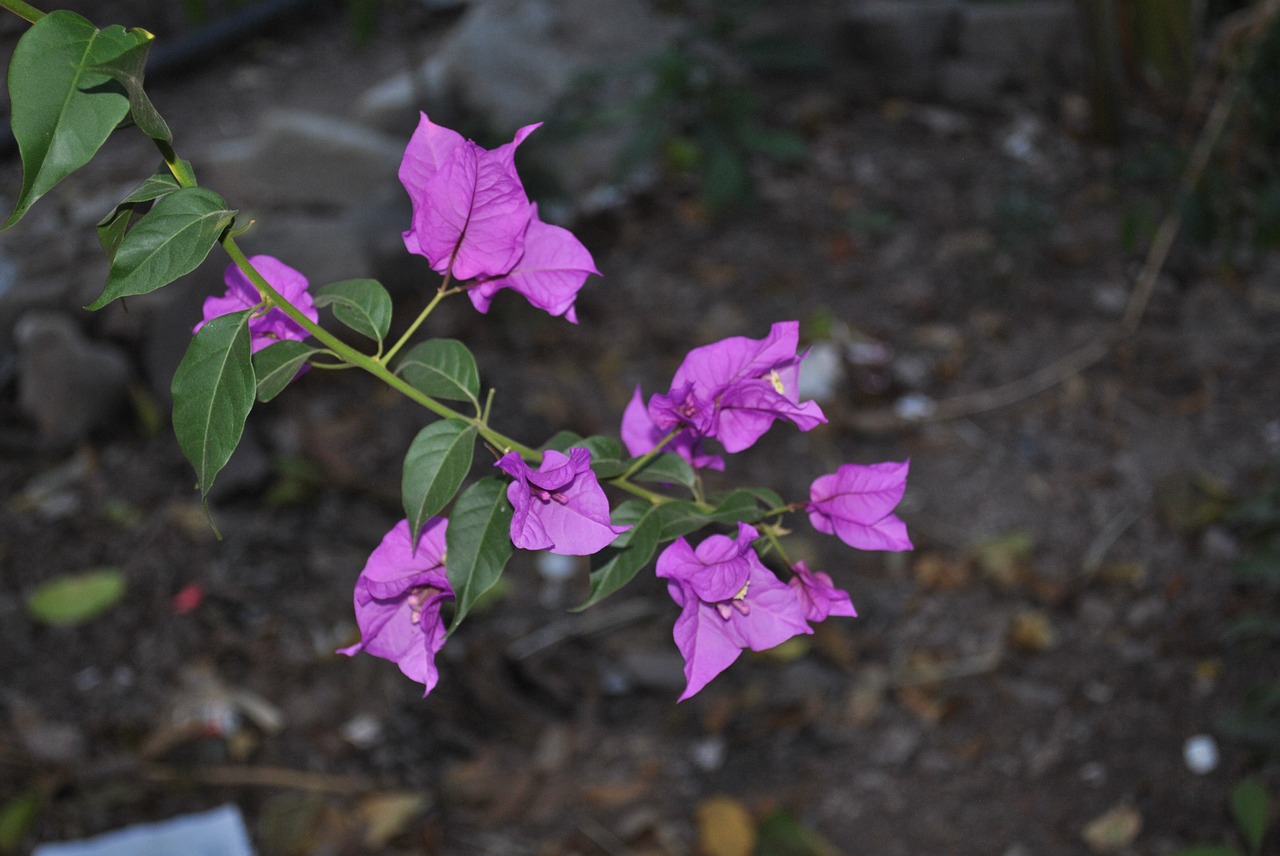 flower buganbilia branch free photo