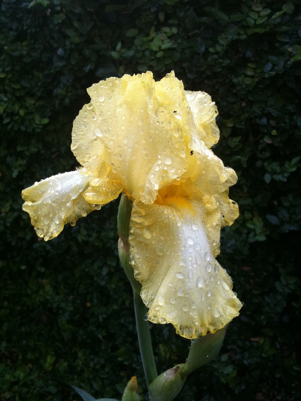 flower yellow plant free photo