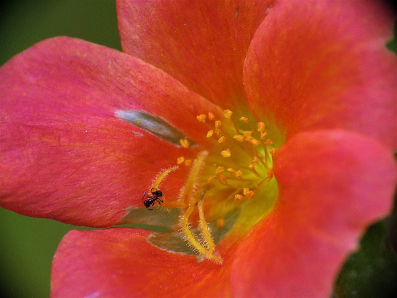 flower rust and yellow macro free photo