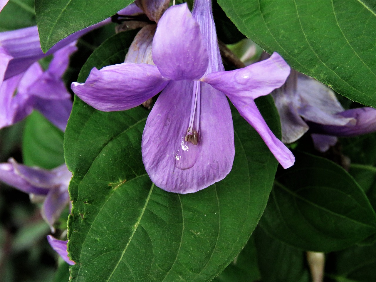 flower blue close up free photo