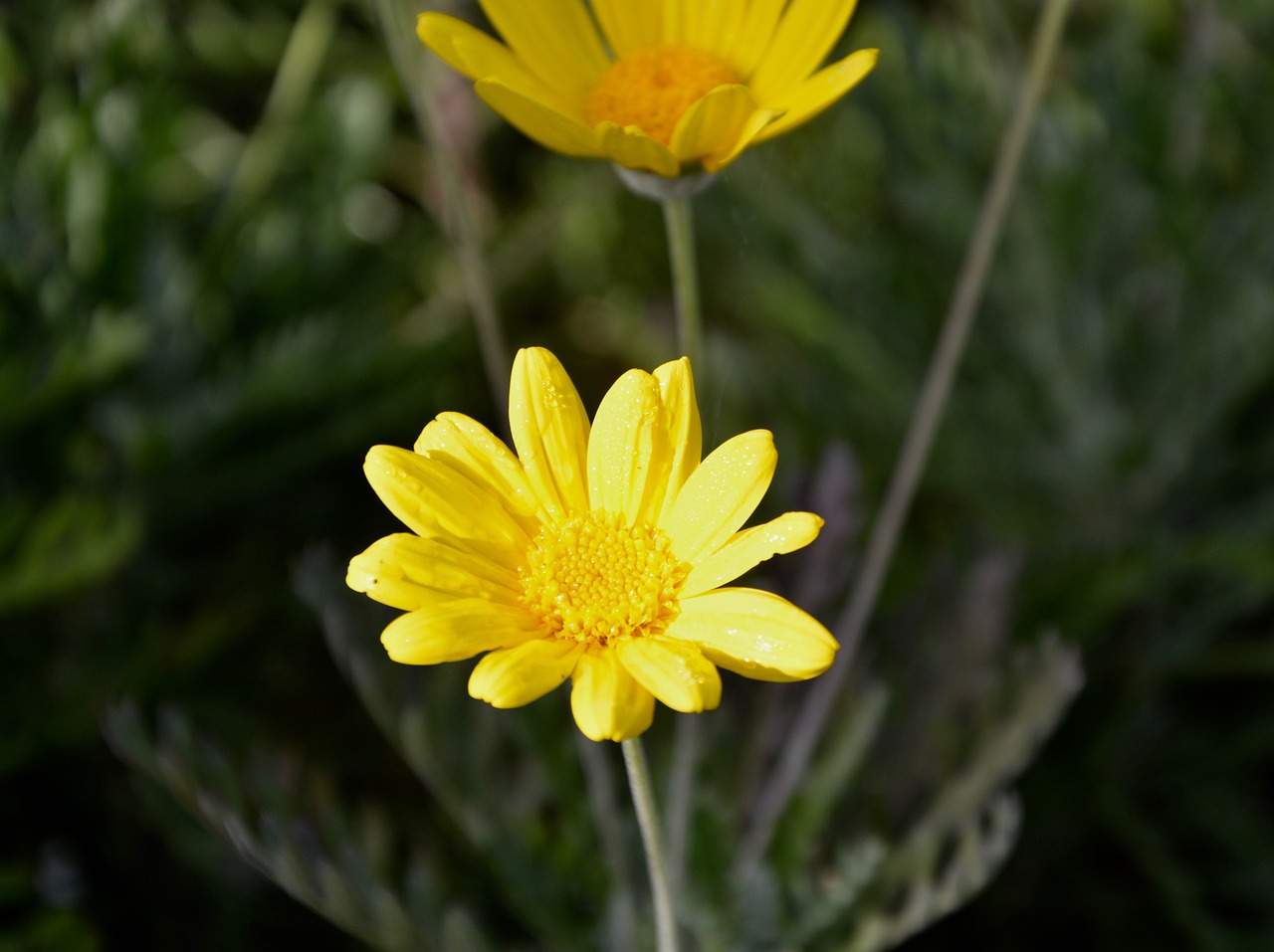 flower yellow petals free photo