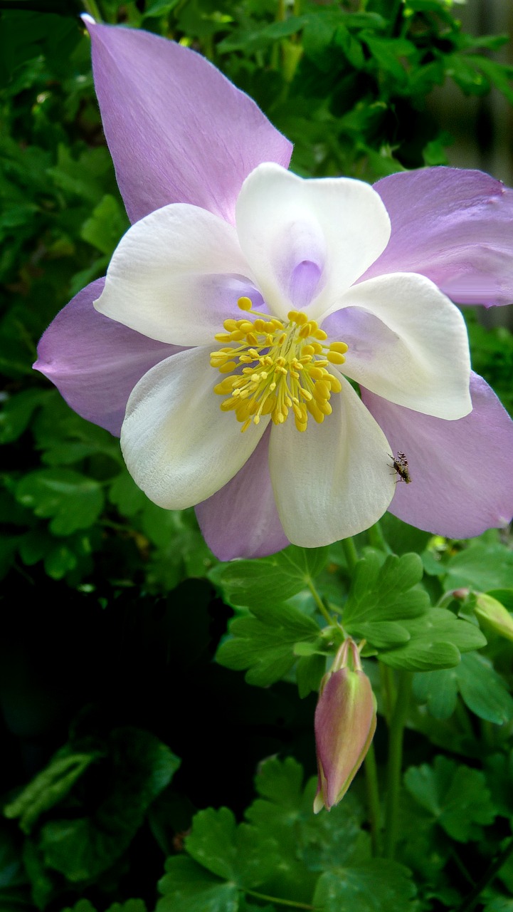 flower pink spring free photo