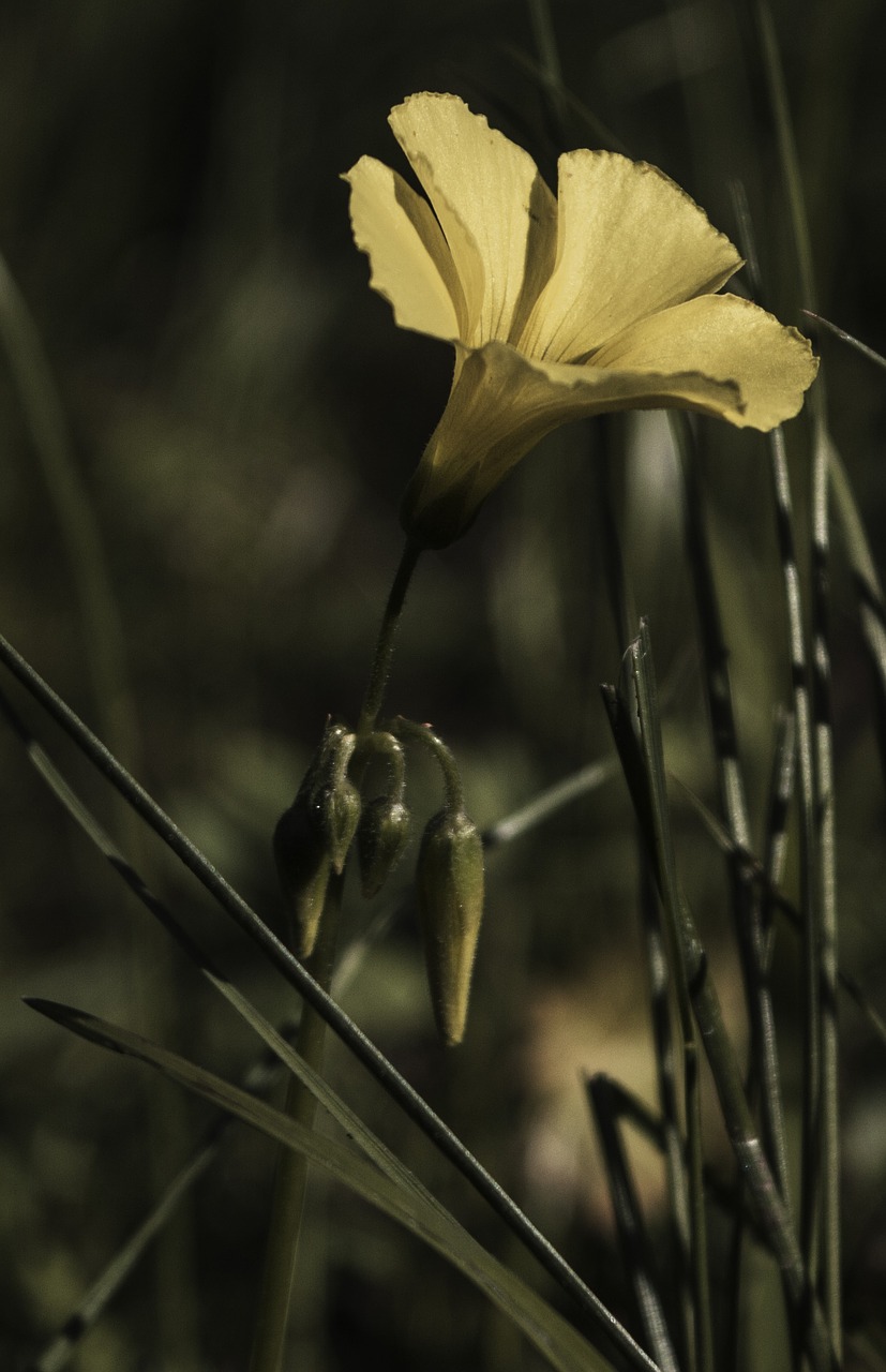 flower sourgrass blossom free photo