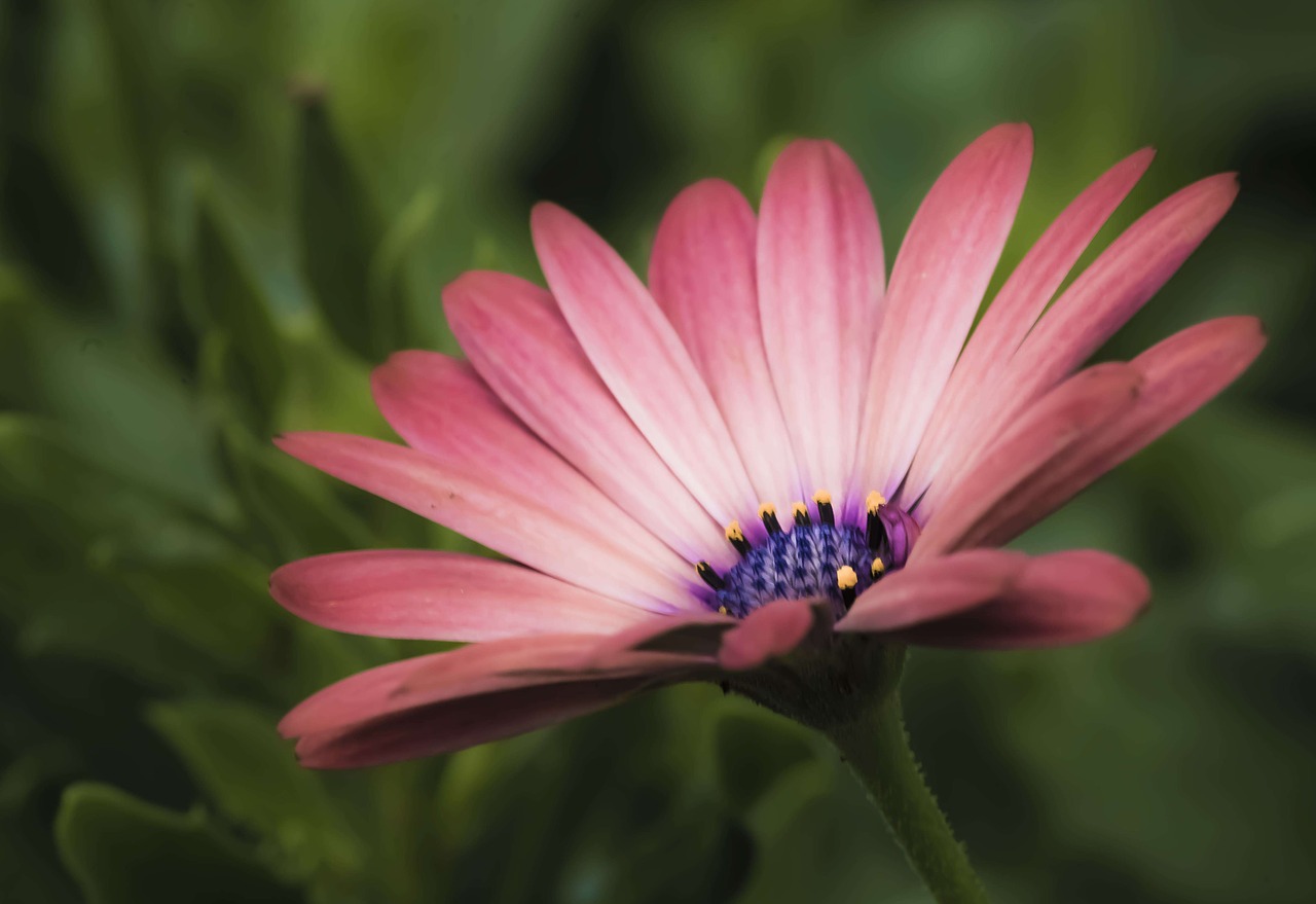 flower petal detail free photo