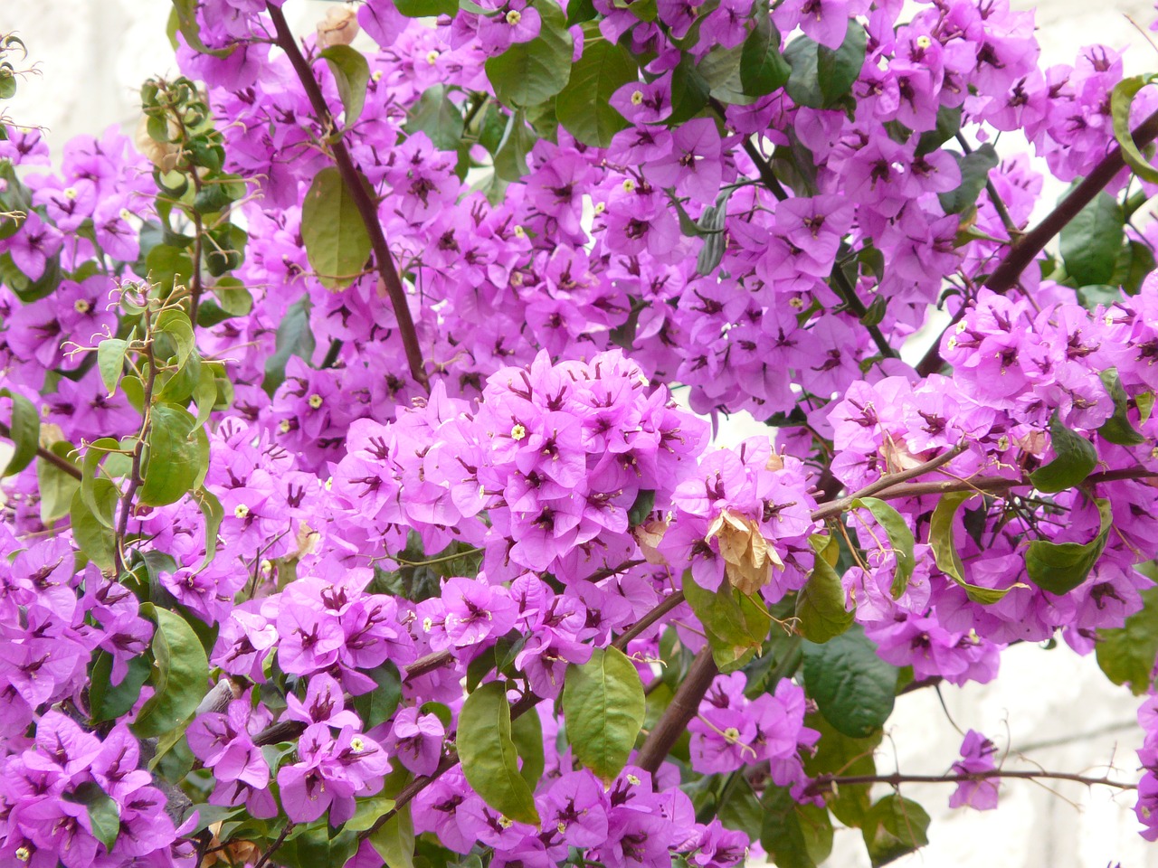 flower bougainvillea plant free photo