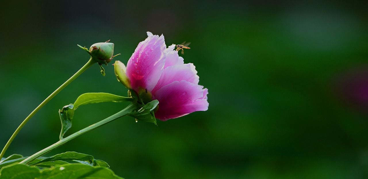 flower peony flowers spring free photo