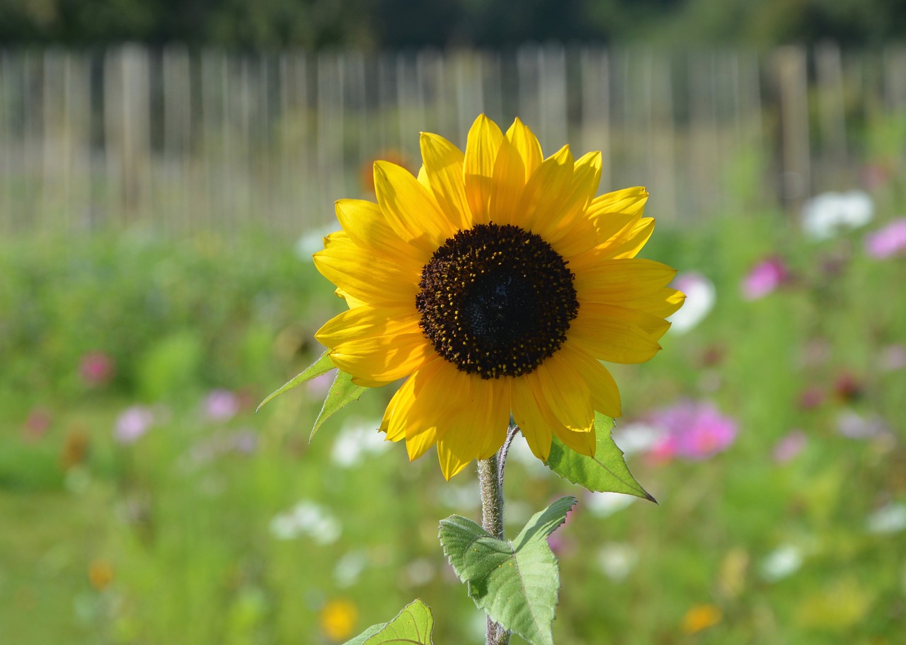 flower sunflower plant free photo