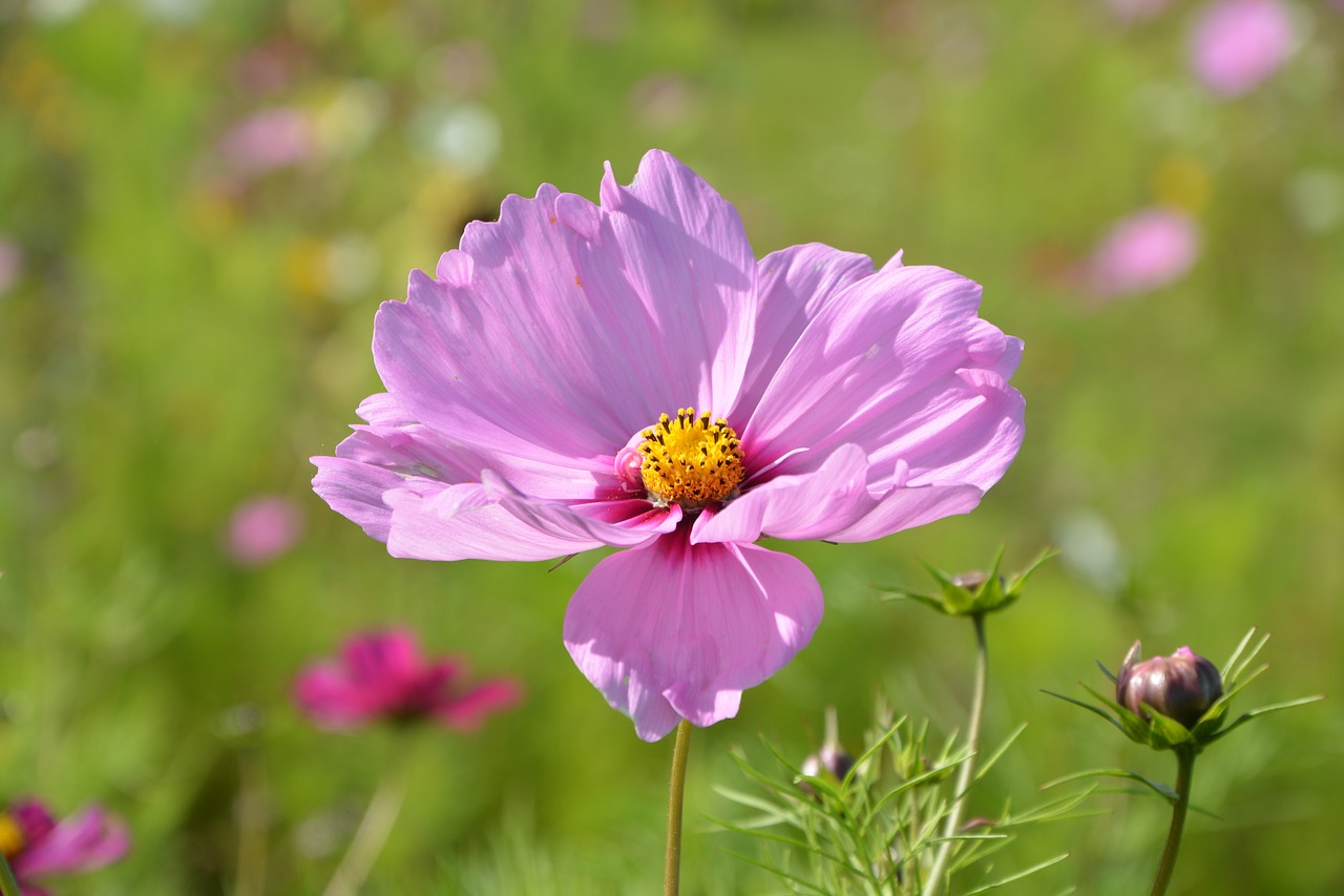 flower pink flower parma nature free photo