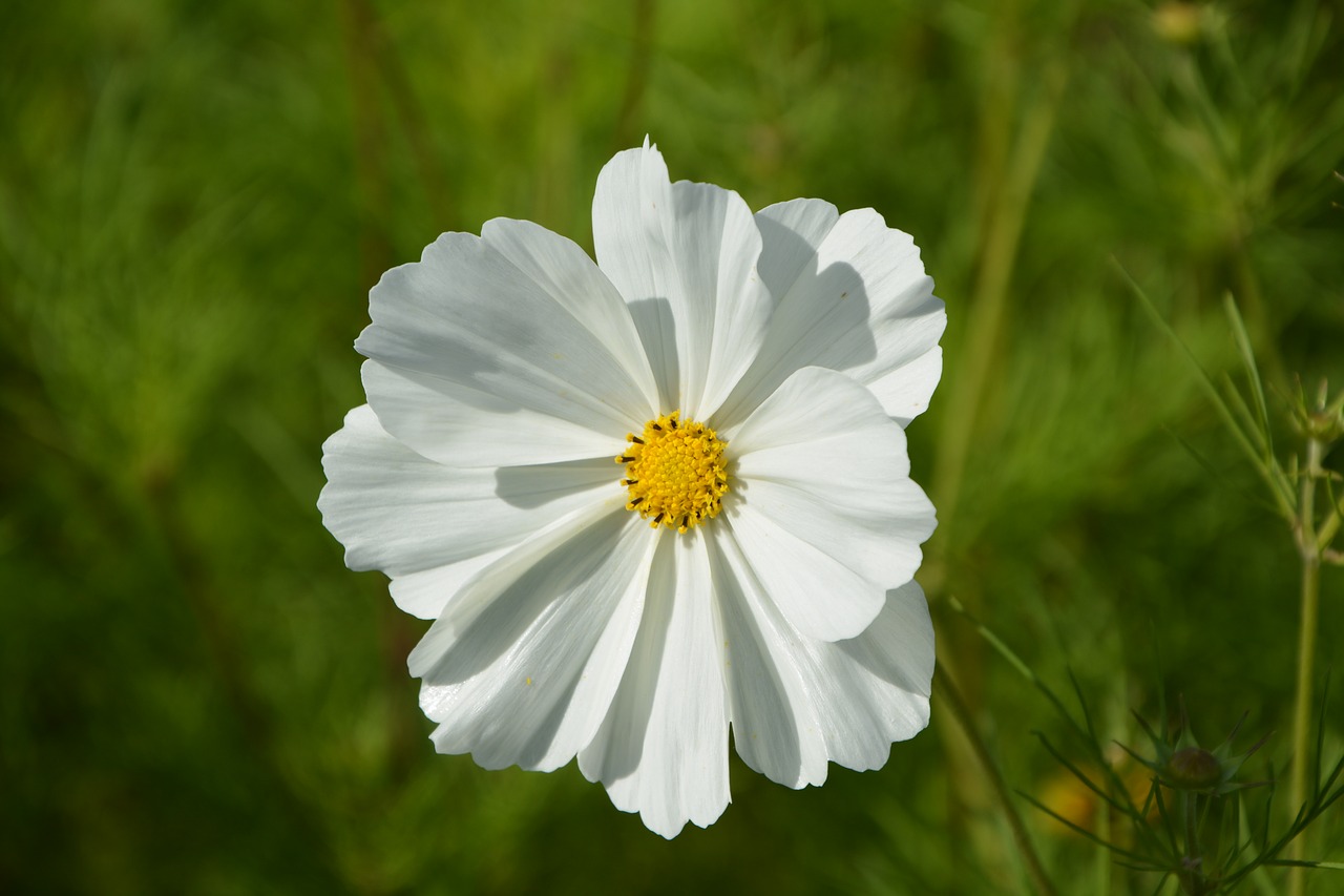 flower white flower yellow free photo