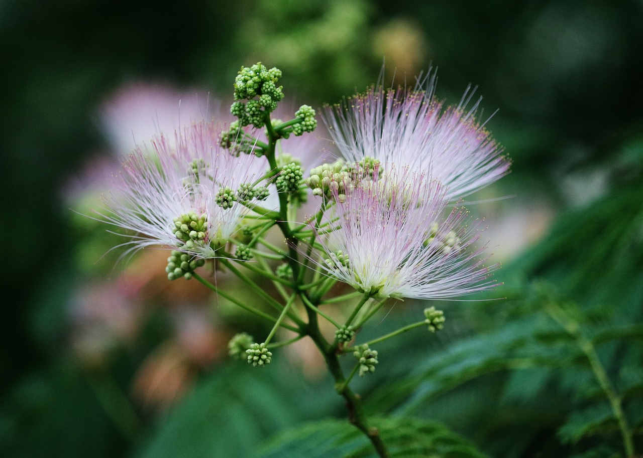 flower autumn fall free photo