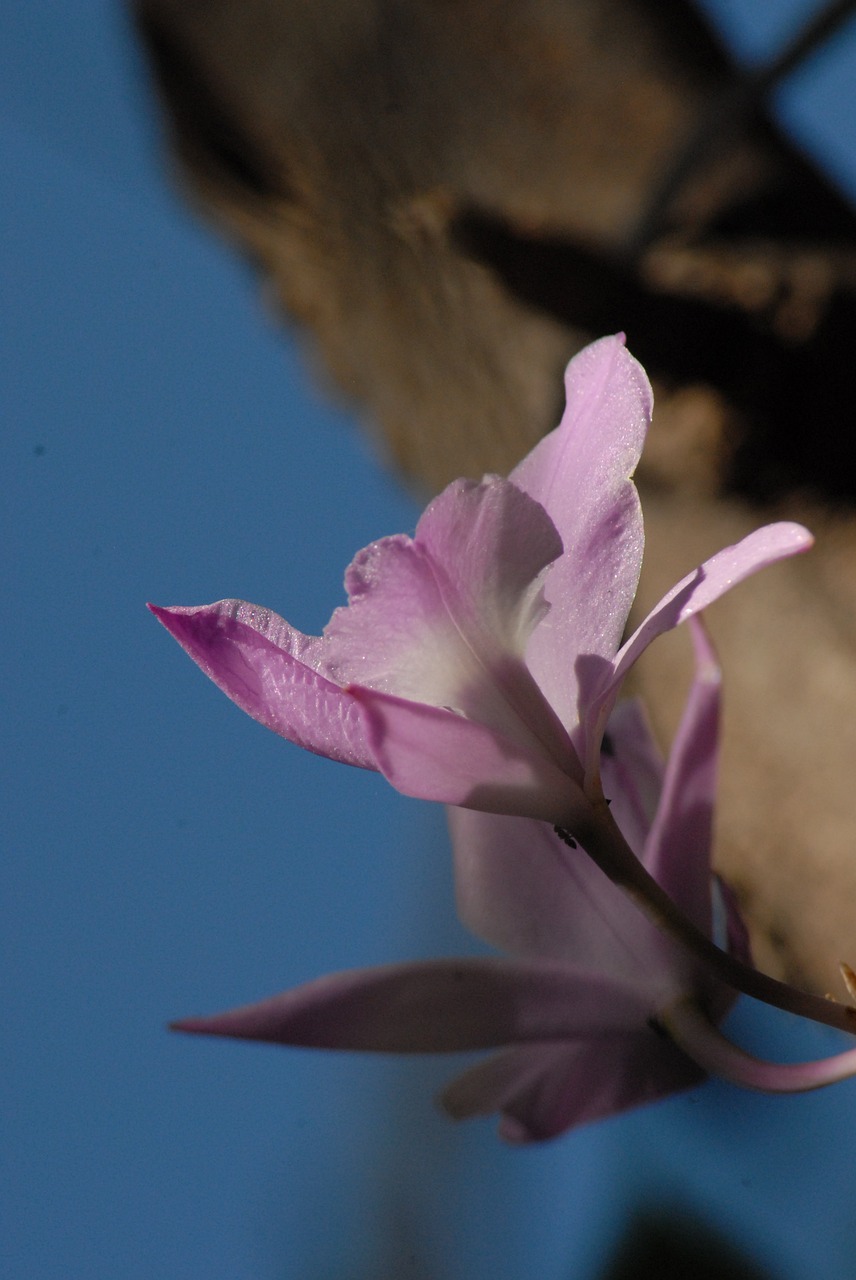 flower flora purple free photo