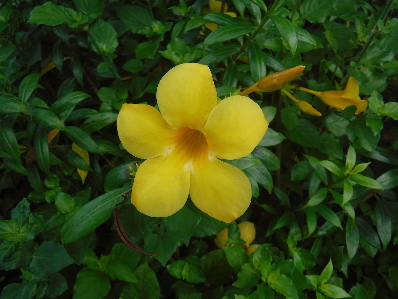 flower yellow nature free photo