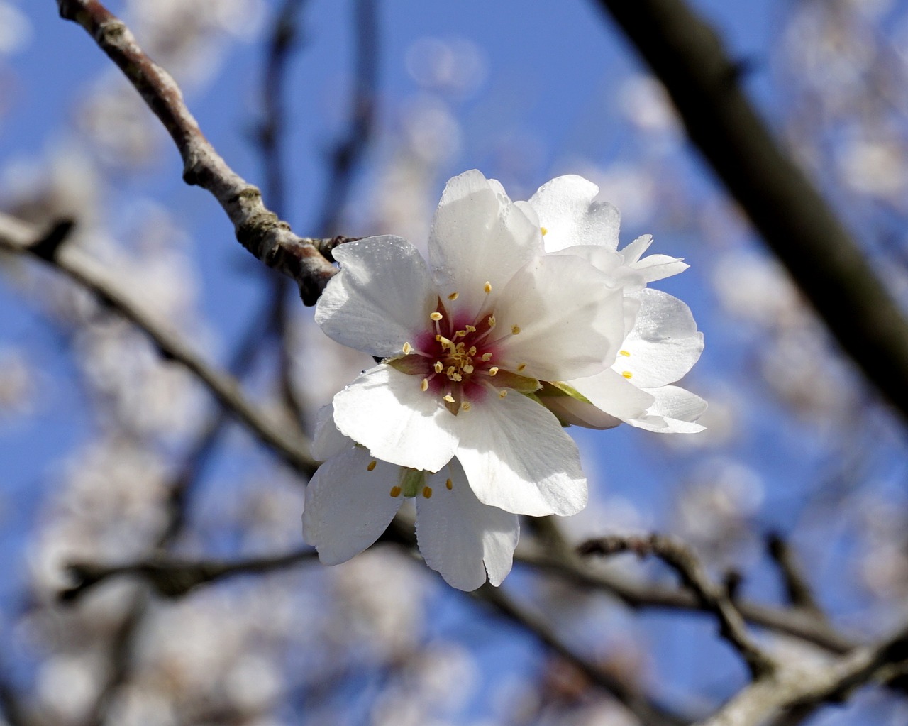 flower almond tree flowering free photo