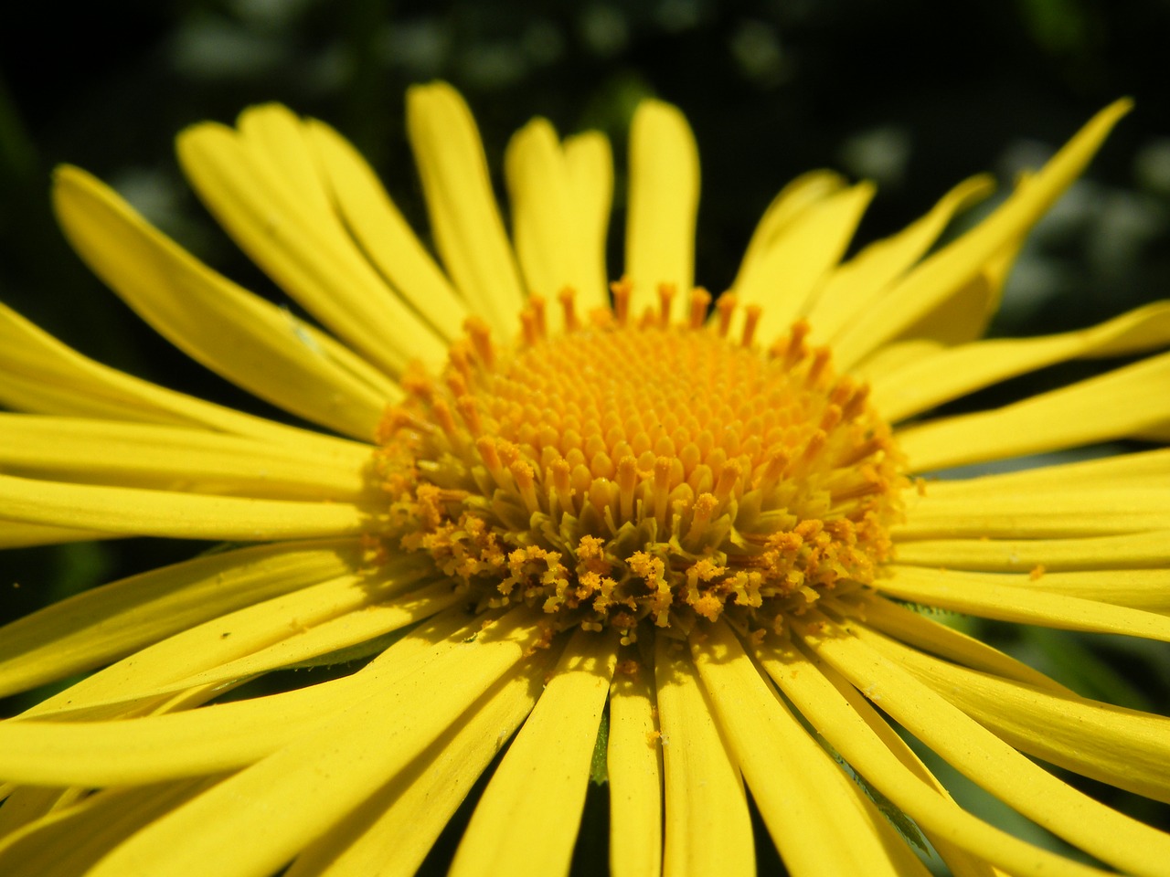 flower yellow plant free photo