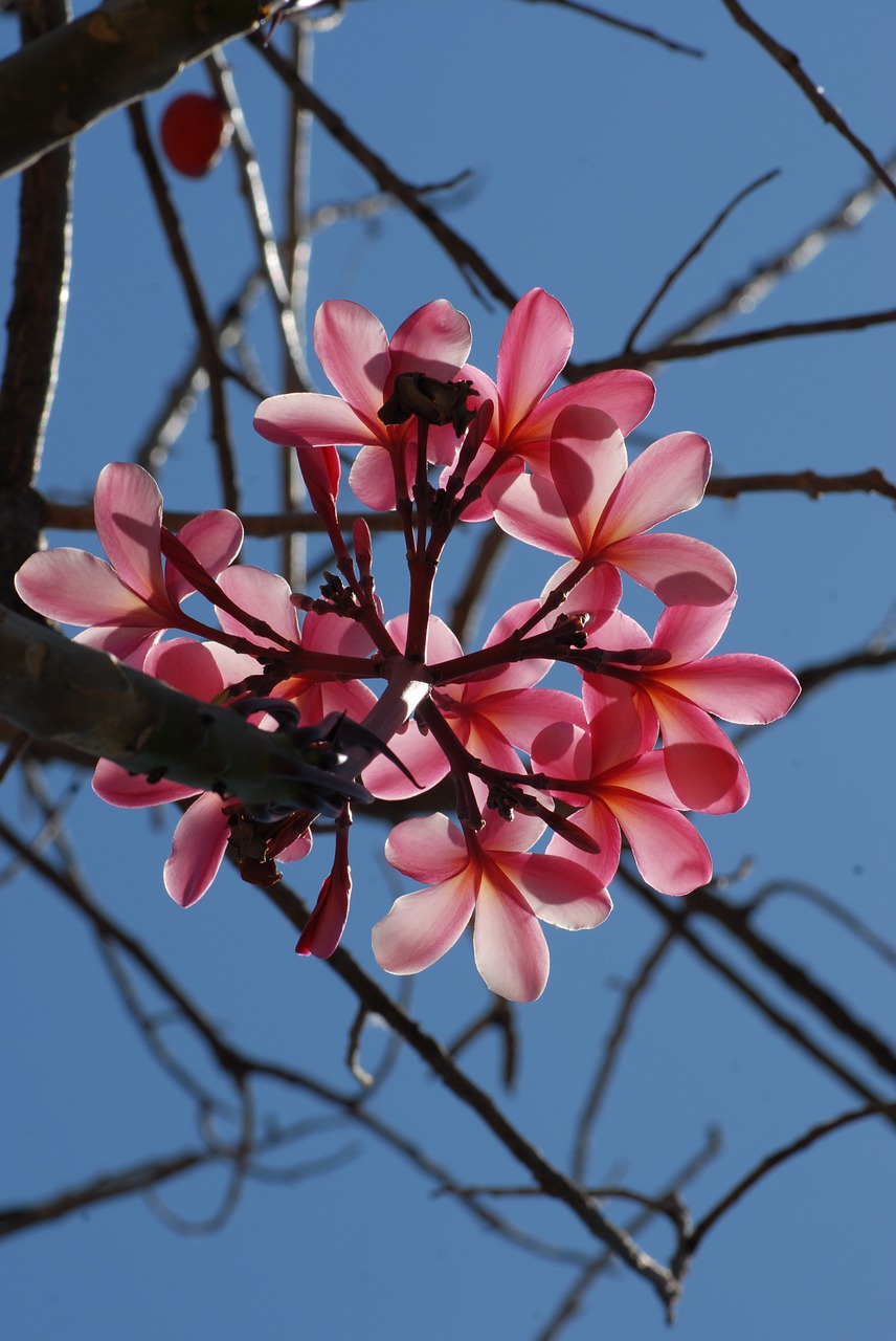 flower flora nature free photo