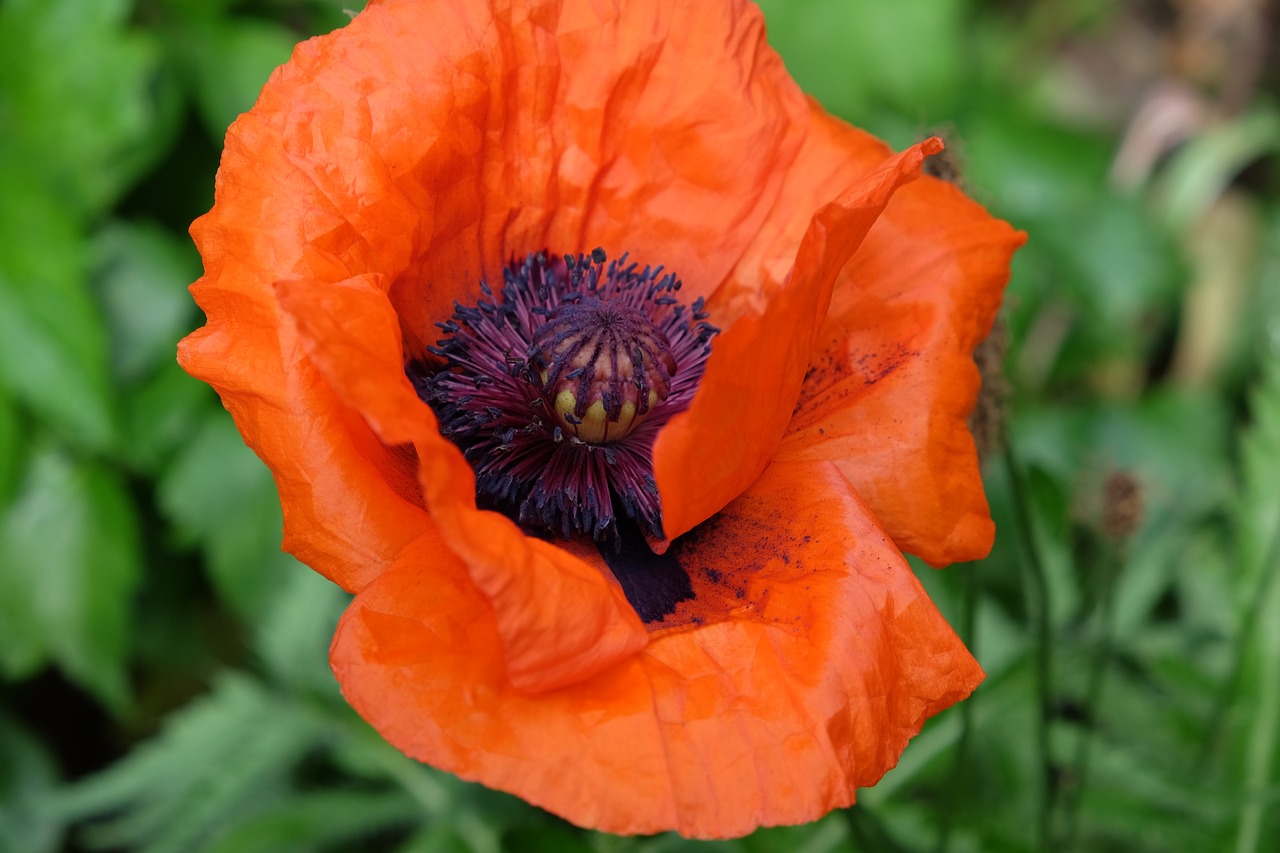 flower poppy garden free photo