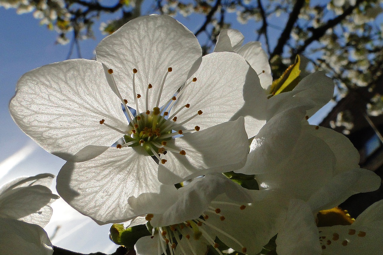 flower cherry white free photo