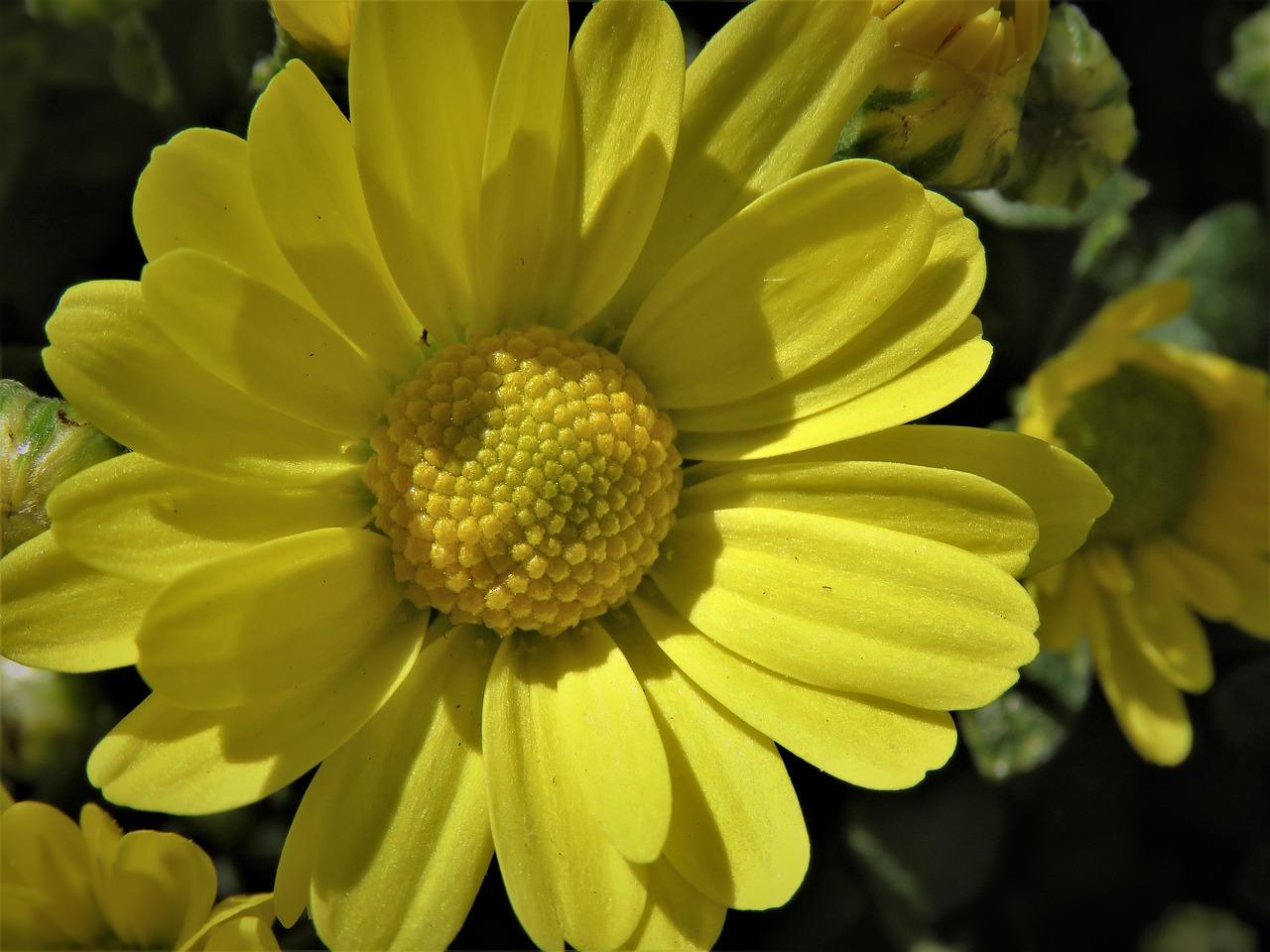 flower yellow garden free photo