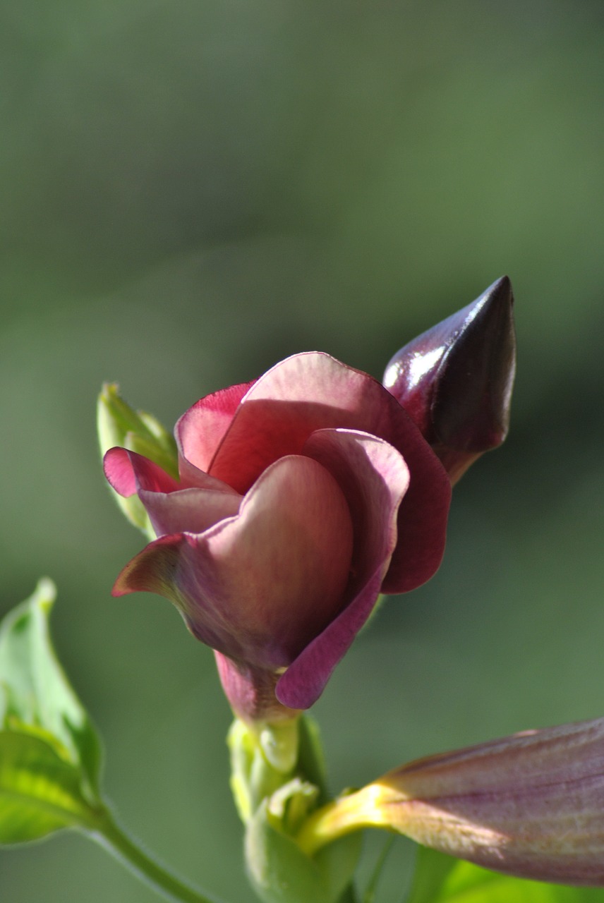 flower flora nature free photo