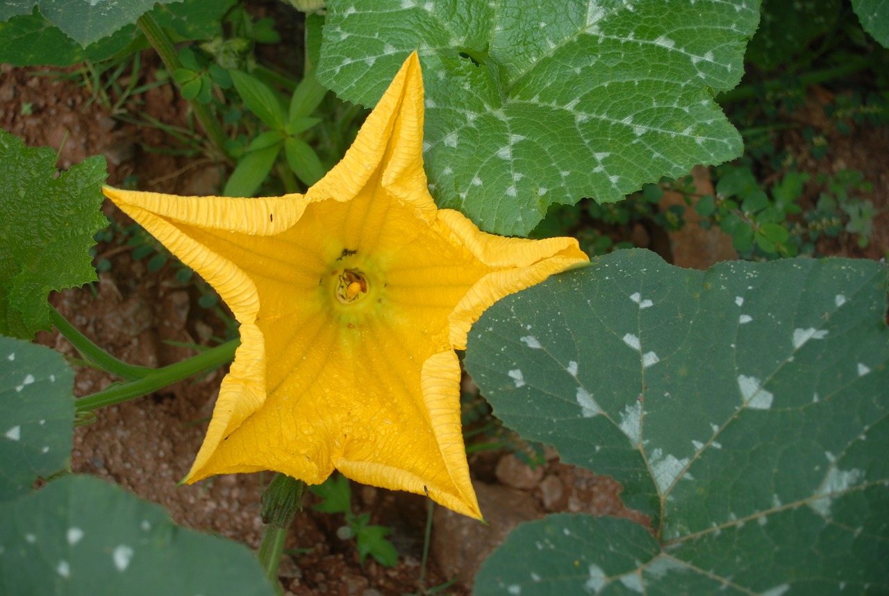 flower flora pumpkin free photo