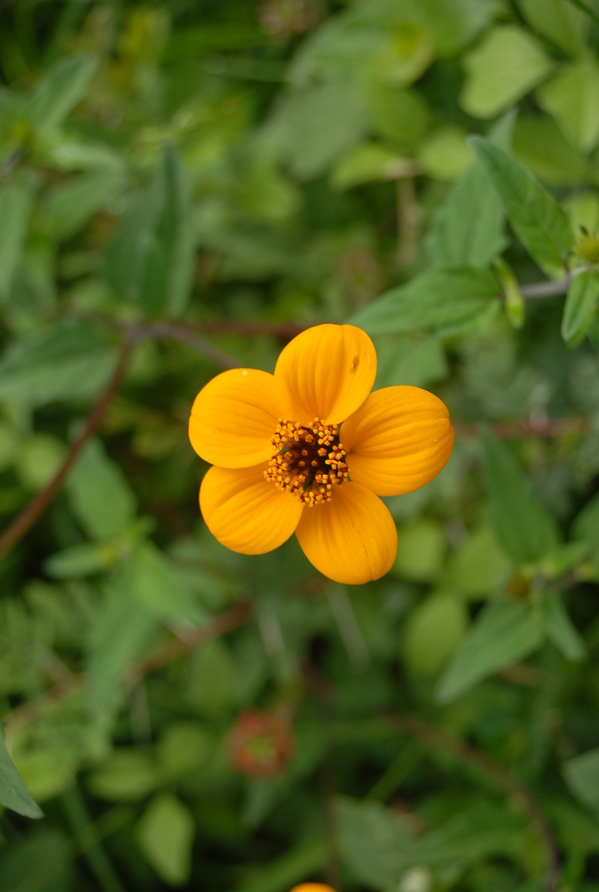 flower flora nature free photo