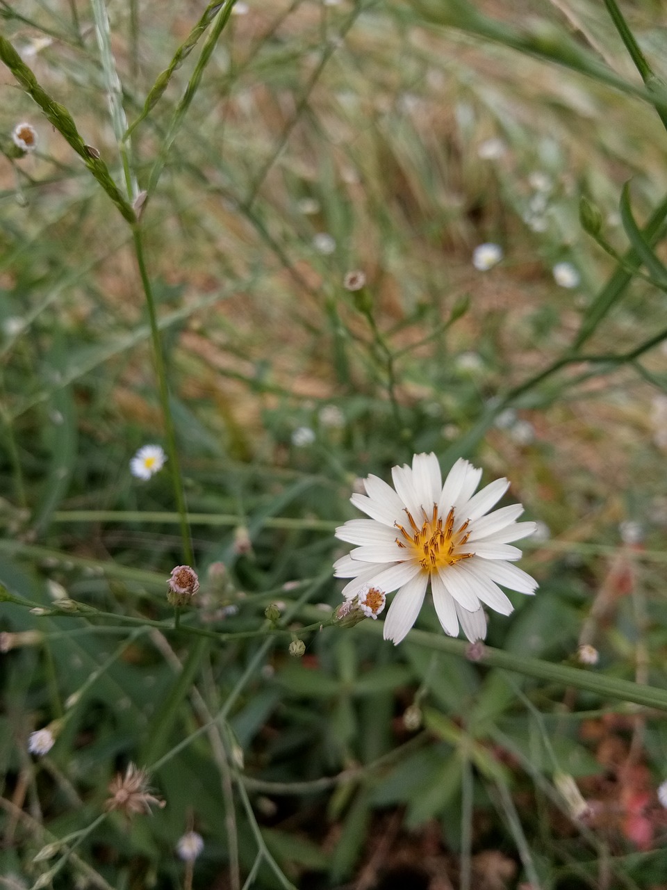 flower white autumn free photo