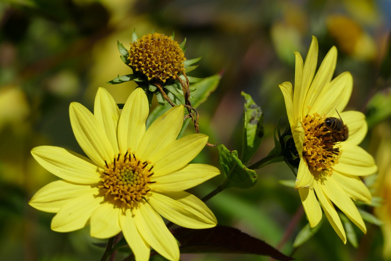 flower yellow bee free photo