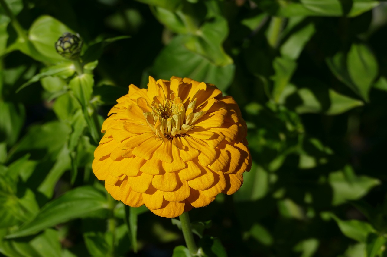 flower orange nature free photo