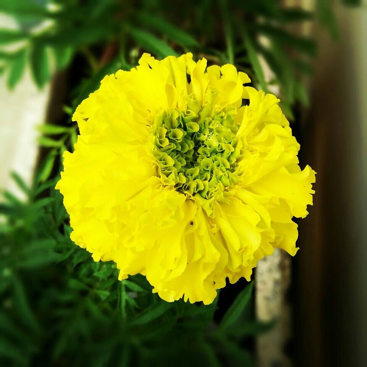 flower yellow green free photo