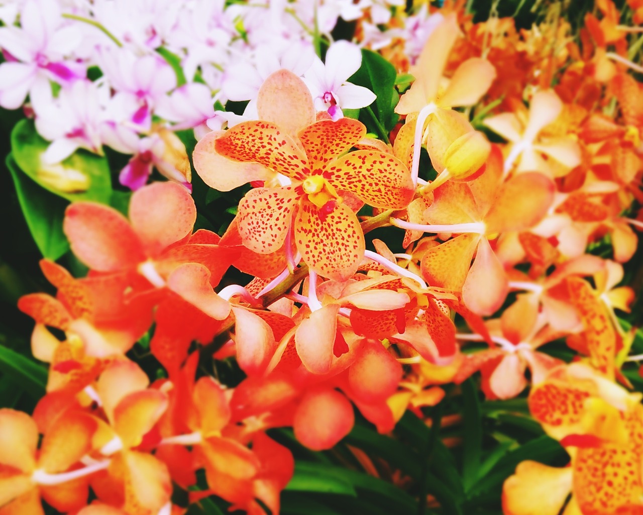 flower orange orchid free photo