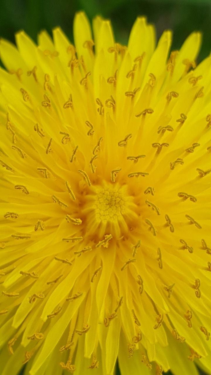 flower yellow spring free photo