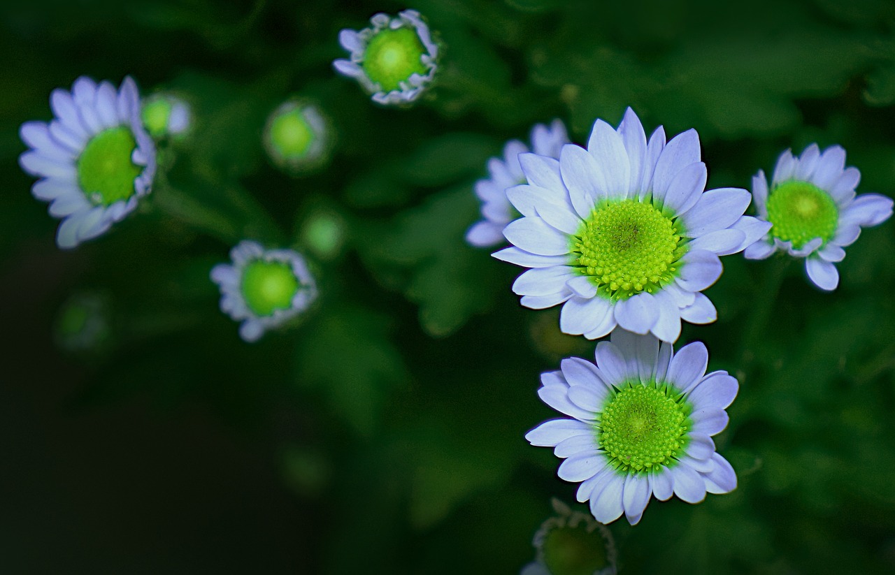 flower natural chrysanthemum free photo