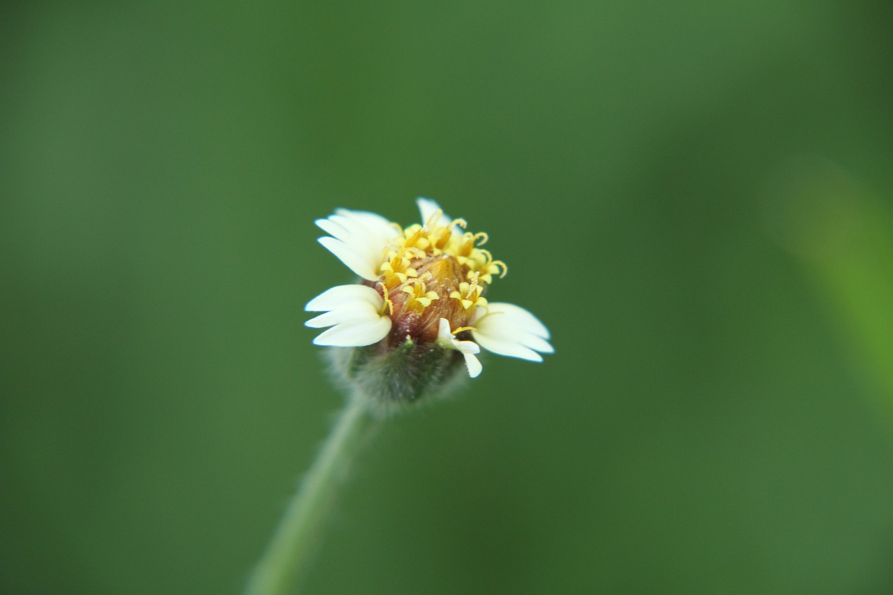 flower nature bloom free photo