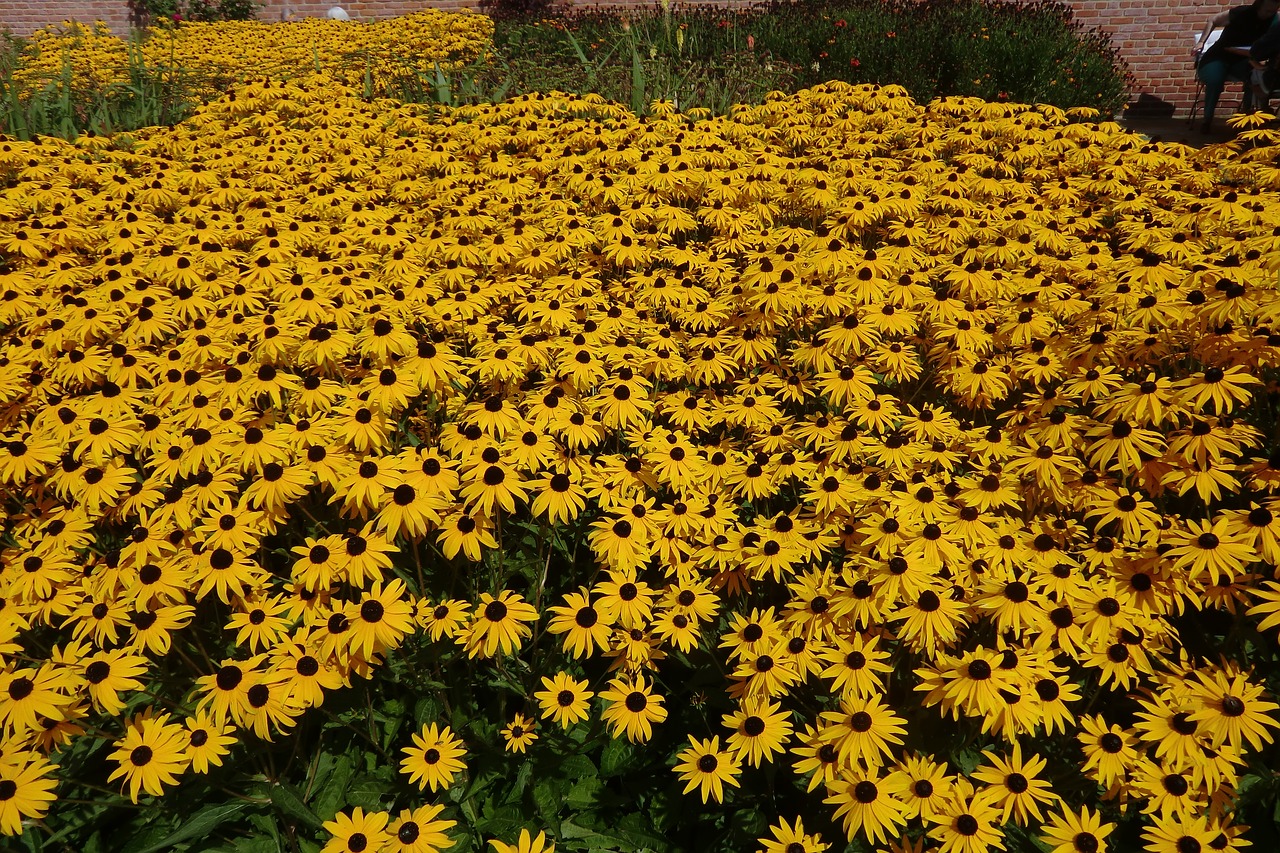 flower sea of flowers flora free photo