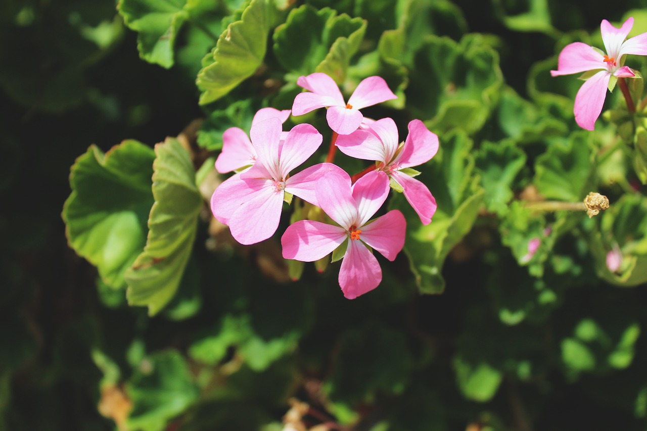 flower pink flowers blossom free photo