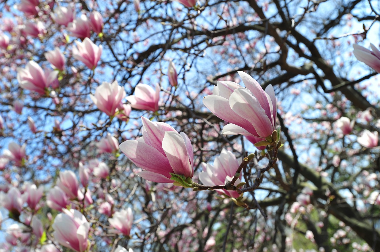 flower nature elegance free photo