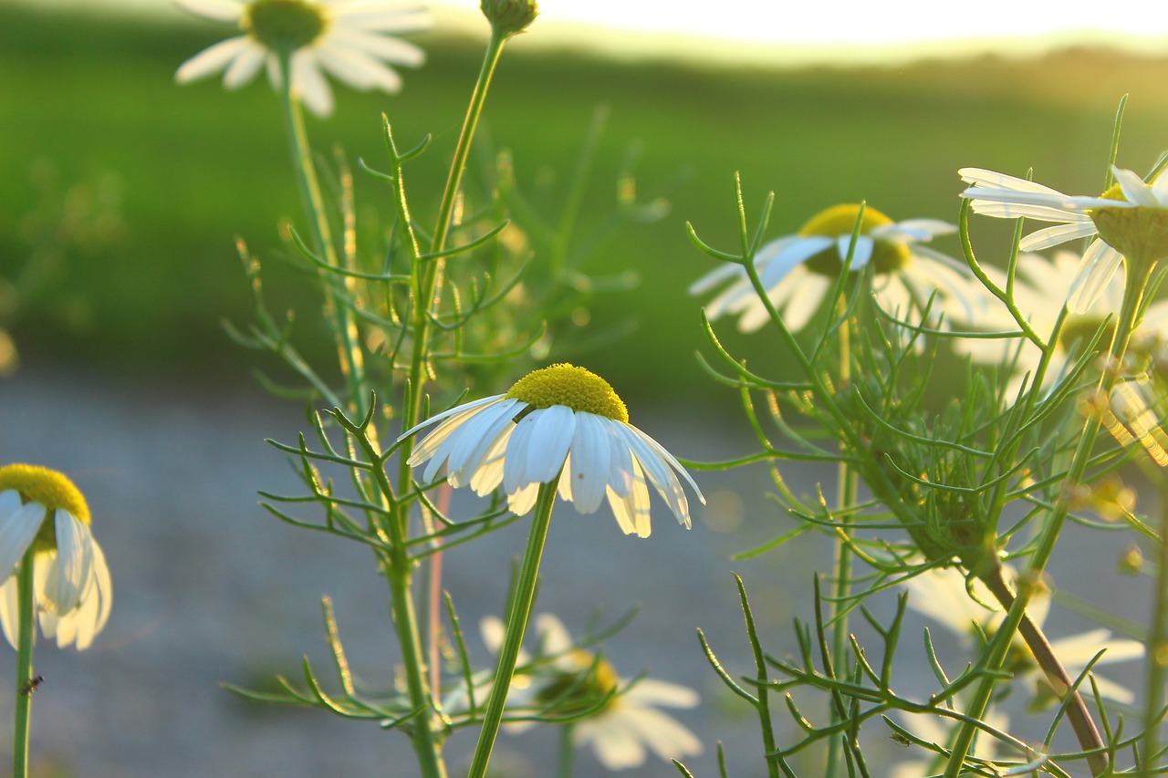 flower sun evening sun free photo