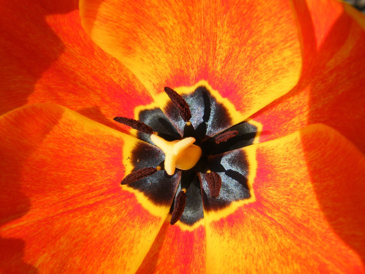 flower poppy red free photo