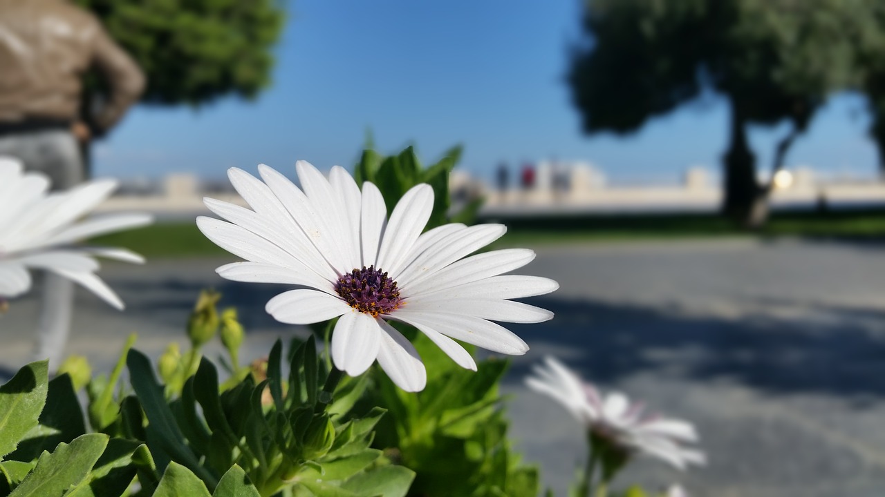 flower rose white free photo